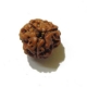 3 Face Nepali Rudraksha Bead 3 Face Nepali Rudraksha Bead