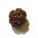 3 Face Nepali Rudraksha Bead 3 Face Nepali Rudraksha Bead