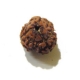 3 Face Nepali Rudraksha Bead 3 Face Nepali Rudraksha Bead