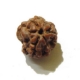 3 Face Nepali Rudraksha Bead 3 Face Nepali Rudraksha Bead