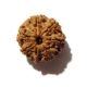 7 Face Nepali Rudraksha Seven Face Nepali Rudraksha