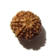 7 Face Nepali Rudraksha Seven Face Nepali Rudraksha