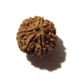7 Face Nepali Rudraksha Seven Face Nepali Rudraksha