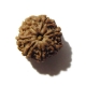 7 Face Nepali Rudraksha Seven Face Nepali Rudraksha