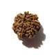 7 Face Nepali Rudraksha Seven Face Nepali Rudraksha