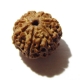 7 Face Nepali Rudraksha Seven Face Nepali Rudraksha