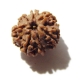 7 Face Nepali Rudraksha Seven Face Nepali Rudraksha