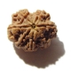 7 Face Nepali Rudraksha Seven Face Nepali Rudraksha