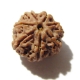 7 Face Nepali Rudraksha Seven Face Nepali Rudraksha