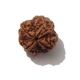 4 Face Nepali Rudraksha Four face nepali Rudraksha