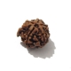 Ganesh Rudraksha Ganesh Rudraksha