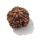 6 Face Nepali Rudraksha  Six Mukhi Rudraksha