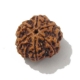 6 Face Nepali Rudraksha  Six Face Rudraksha