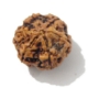 6 Face Nepali Rudraksha  Six Face Rudraksha