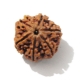 6 Face Nepali Rudraksha  Six Face Rudraksha