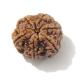 6 Face Nepali Rudraksha  Six Face Rudraksha