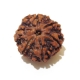 6 Face Nepali Rudraksha  Six Face Rudraksha