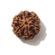 6 Face Nepali Rudraksha  Six Face Rudraksha