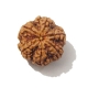 6 Face Nepali Rudraksha  Six Face Rudraksha