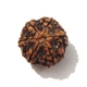 6 Face Nepali Rudraksha  Six Face Rudraksha