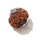 Seven Face Nepali Rudraksha 7 face rudraksha