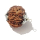 Seven Face Nepali Rudraksha 7 face rudraksha