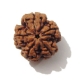Five Face Big Size Rudraksha 5 Face Big Size Rudraksha