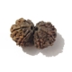 Nepali Gauri Shankar Rudraksha Gauri Shankar Rudraksha