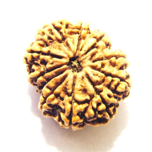 Eleven Face Nepali Rudraksha
