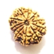 11 Face Nepali Rudraksha  Eleven Face Nepali Rudraksha