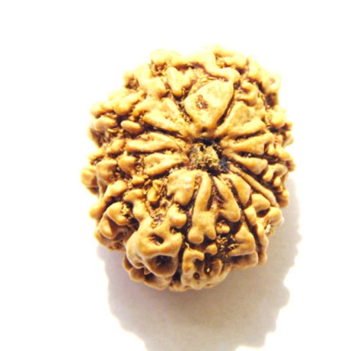 Eleven Face Nepali Rudraksha
