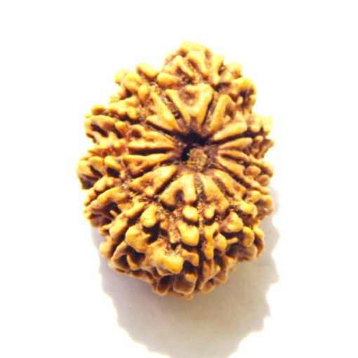 Eleven Face Nepali Rudraksha