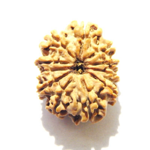 Eleven Face Nepali Rudraksha