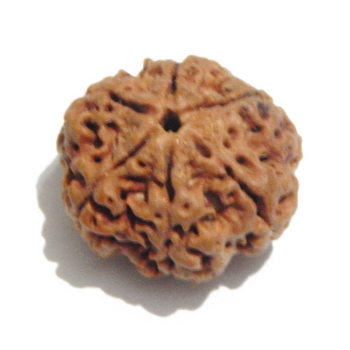 6 Face Nepali Rudraksha  Six Face Rudraksha