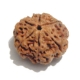 6 Face Nepali Rudraksha  Six Face Rudraksha