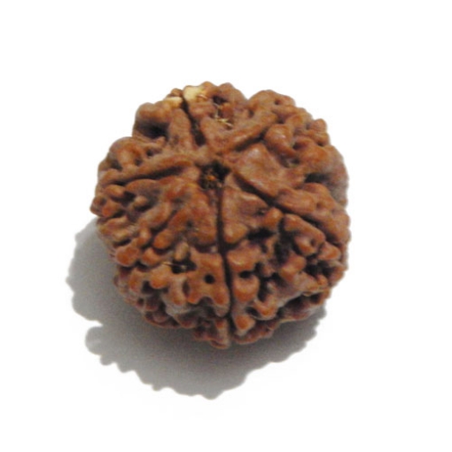 Six Face Rudraksha