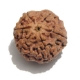 6 Face Nepali Rudraksha  Six Face Rudraksha