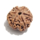 6 Face Nepali Rudraksha  Six Face Rudraksha