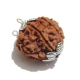 6 Face Nepali Rudraksha Pendant Six Face Rudraksha Pendant
