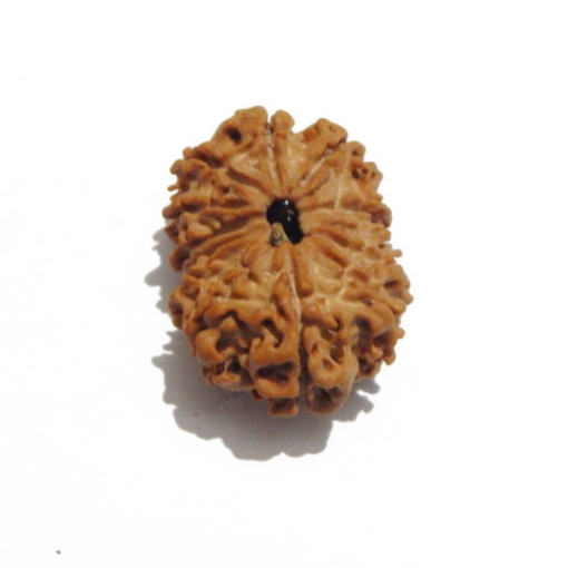 Thirteen Face (Mukhi)  Nepali Rudraksha