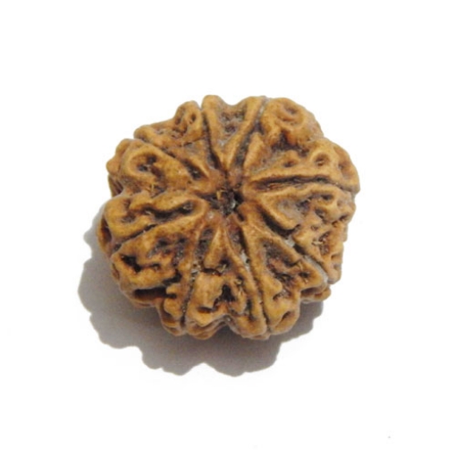 Eight Face Nepali Rudraksha