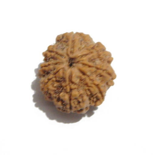 Eight Face Nepali Rudraksha