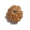 Eight Face Nepali Rudraksha