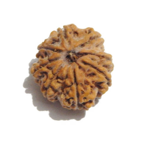 Eight Face Nepali Rudraksha