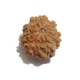8 Face Nepali Rudraksha Eight Face Nepali Rudraksha