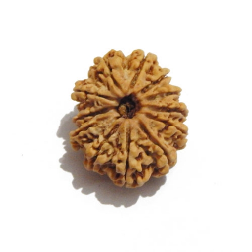 Twelve Face Nepali Rudraksha