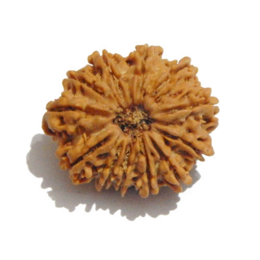 Twelve Face Nepali Rudraksha