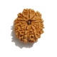 12 Face Nepali Rudraksha  Twelve Face Nepali Rudraksha
