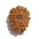 12 Face Nepali Rudraksha  Twelve Face Nepali Rudraksha