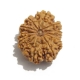 12 Face Nepali Rudraksha  Twelve Face Nepali Rudraksha
